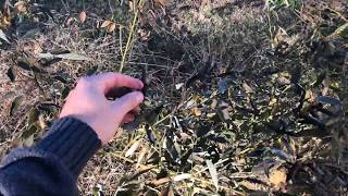 Pigeon Pea in Cold Climates [upl. by Abihsat]