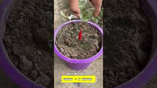 Red Chilli Growing Right Way Crazy And Amazing Trick shorts [upl. by Amargo753]