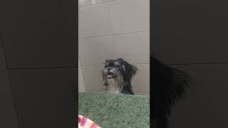 Lhasa apso barkingGinnie geniusbarking sound😍😍😍😍 [upl. by Berti]