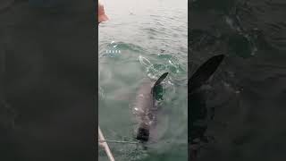 Great White Shark SpyHops Then Bites The Bait greatwhite [upl. by Handel]