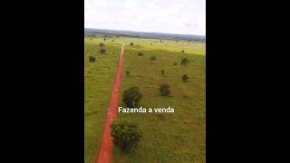 Fazenda a venda no estado mato grosso fazenda pecuária fazendasavenda reflexão [upl. by Namor]