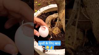 How to boost flowering in plant shorts shortvideo ytshorts ytshort youtubeshorts plants tips [upl. by Oiligriv]