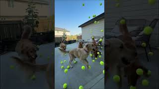 Watch 300 tennis balls fall on some puppies [upl. by Dleifxam62]