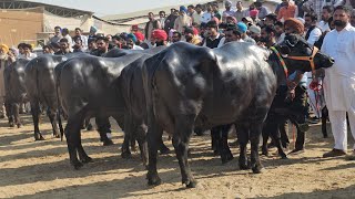 Milk Beauty Championship Murrah Buffalo Competition in BFA Dhanaula Punjab dairyfarm [upl. by Maryanne]