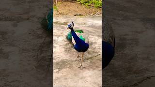 Most beautiful peacock 🦚mor birds peafowl peacock nurseryrhyme nature birds shortsfeed [upl. by Shiff]