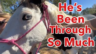 My Horse Gets His First Treatment Post Major Accident [upl. by Skyler]