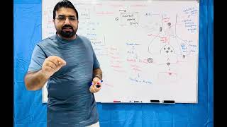 Cholinergic Agonist and Antagonist  part 2 [upl. by Haleemak]