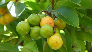 Golden Spoon Fruit  Byrsonima crassifolia  Nance  Tropical Fruit Information [upl. by Zsa Zsa]