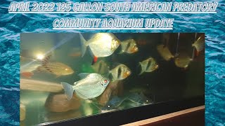 April 2022 125 Gallon South American Predatory Aquarium Update [upl. by Garin188]