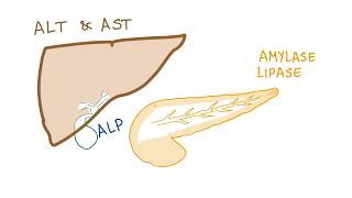 Liver and pancreatic enzymes explained  AST ALT GGT ALP Amylase amp Lipase [upl. by Etnuad]