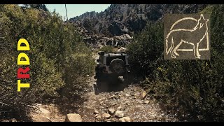 TRDD Driving Through the Ancient Bristlecone Pine Forest in the White Mountains [upl. by Macdougall]