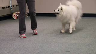 American Eskimo Dogs comedy routine [upl. by Schnur388]