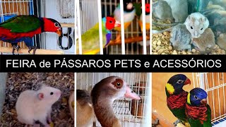 Feira de Pássaros Pets e Acessórios da Madalena PARTE 1  1308 passaros criarpassaros [upl. by Ilrebma799]