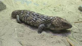 Shingleback skink Detroit zoo [upl. by Crichton464]