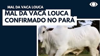 Mal da vaca louca confirmado no Pará [upl. by Gerk]