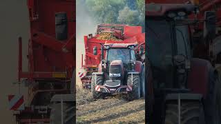 Case IH Puma 175 cvx  Grimme SE 260 [upl. by Fionnula306]