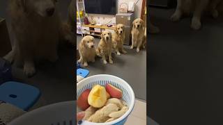 Golden retriever eat apple and chicken breast [upl. by Gadmon796]