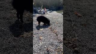 Schipperke dog very carefully buried a tiny stick [upl. by Violante]