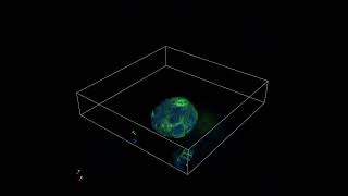 Gastric Organoid 3D Imaging of Pan Cytokeratin [upl. by Nivalc269]