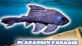 RASPELMAUL UND BLAUE AUGEN IM PANZERKLEID – DER BLAUAUGEN PANAQUE  FISCHENZYKLOPÄDIE  ZOO ZAJAC [upl. by Holms]