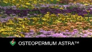 Boutures  Ostéospermum Astra™ [upl. by Airetal]