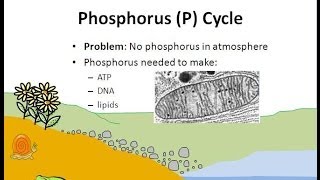 The Phosphorus Cycle [upl. by Charlean]