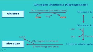 glycogenesis شرح مخطط [upl. by Edwine]