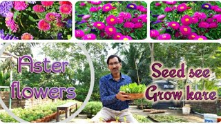 अस्टर फुलों के बीज कैसे ग्रो करें  How to sow Aster Flower seeds [upl. by Yttisahc]