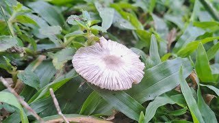 Mengidentifikasi Jamur Parasola Plicatilis 🌱🍄 [upl. by Letnuahc]