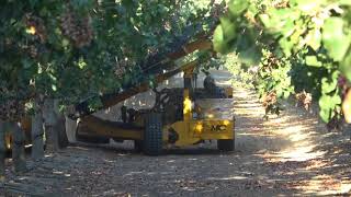 Harvesting Pistachios in California 2017 [upl. by Gombosi]