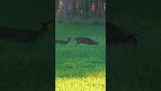 30 seconds of RUT action buck deer rut hunt hunting [upl. by Aisatsana]