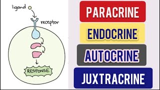 Cell Signalling Types  Paracrine  Autocrine  Endocrine  Juxtacrine CSIR NET Life Science [upl. by Akamahs]