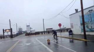 Skateboarding Bulldog Westport [upl. by Gaby]