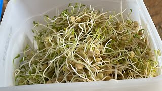 Sprouting Lentils for Chicken Treats [upl. by Amsab]