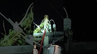 Buhay Lineman Night Shift Maintenance Energize Transformer lineman line howitworks [upl. by Buyse]