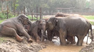 Elephants Revel in the Mud at Elephant Nature Park  ElephantNews [upl. by Aikel]