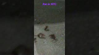 Ratas y ratones en nyc [upl. by Hilarius]