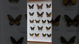 Giant Birdwings butterflies Papilionidae in Scientific Natural History Museum Kyiv Ukraine [upl. by Ordnaxela]