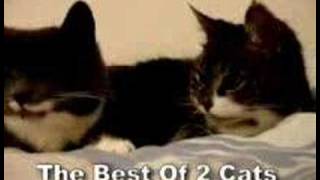 THE BEST OF the two talking cats [upl. by Neelya]