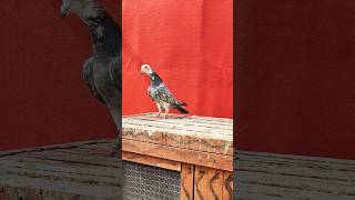 Khaira nafta madrasi kabootar FOR SALE pigeon kabootar kabootar birdspecies kabutar kabuter [upl. by Macdermot]