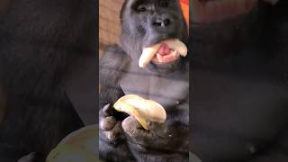 The ultimate way to eat a banana gorilla eating asmr satisfying [upl. by Gnivre]