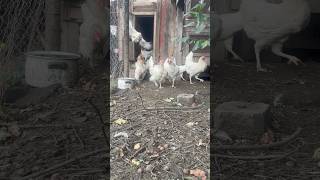 Chicken song chicken chickensong funny hen rooster animals song funnychickensong shorts [upl. by Norvil]