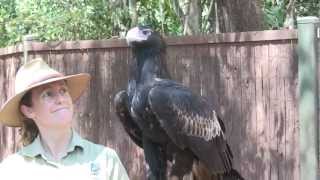 Wedge tail Eagle Aquila audax at Territory Wildlife Park NT Australia [upl. by Duthie]