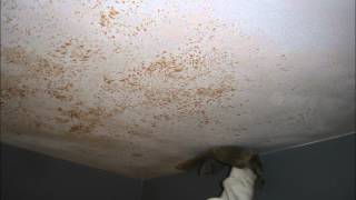 Bathroom Ceiling Repair amp Painting Seattle Ballard Healthy Painting [upl. by Lalo212]