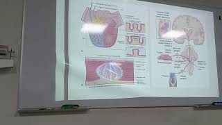 FISIOLOGIA FISIOPATOLOGIA FASE 2 PRACTICA 3 01 [upl. by Slemmer517]