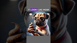 It Look Like Poop dog funny funnyvideo [upl. by Gorman]