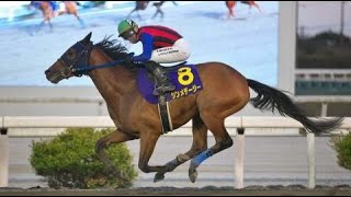 第12回 土佐春花賞重賞 ダ右1300m シンメデージー 牡3 56 吉原寛人 2024310 出走馬：ホーリーバローズ 、バウンティキャット、エーステンペスト、イッセーノーデ他 [upl. by Geof]