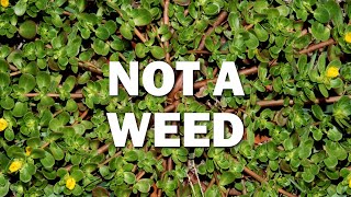 Purslane Is Not A Weed And It Could Save Your Life Best Salad Recipe [upl. by Nosiram695]