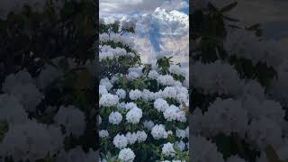 White Rhododendron song bollywood music love newsong foryou uppermustang nepal [upl. by Hillard]