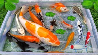 Unboxing Ikan Cupang Ikan Koki ikan lele Glofish Ikan Hias ikan Guppy ikan Channa Kura kura [upl. by Annie773]